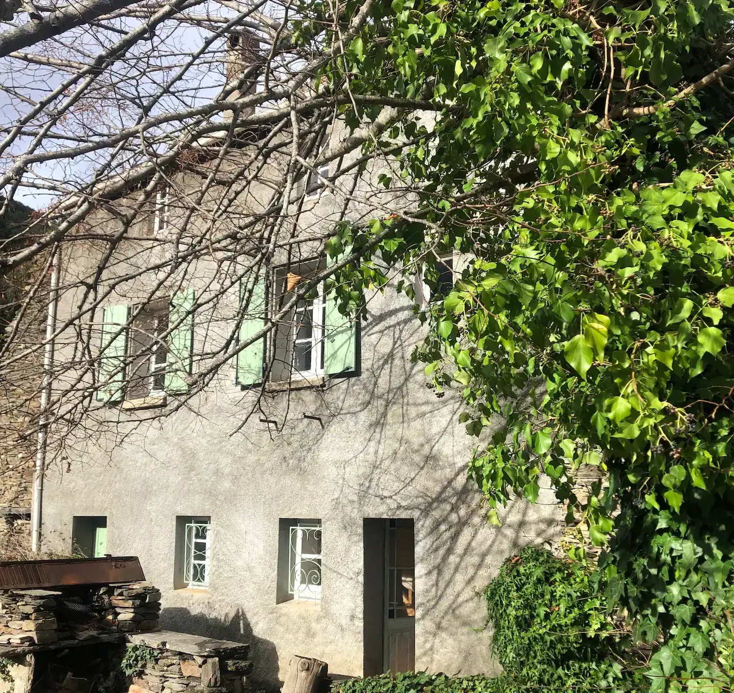 La maison en pierre à Mas-Cabardès, volets vert sauge, sous un grand arbre
